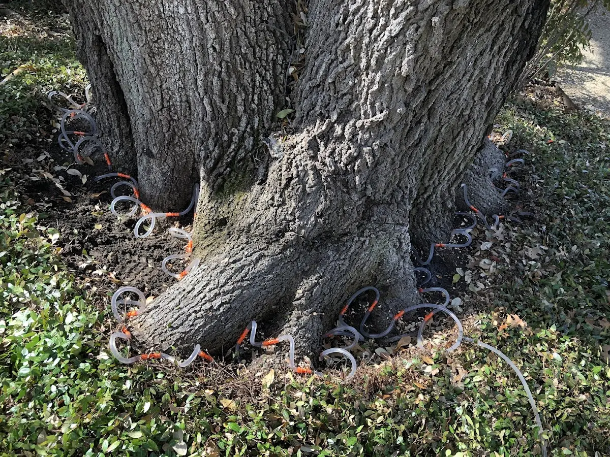 Detailed Tree Cabling and Bracing job site in Quinault