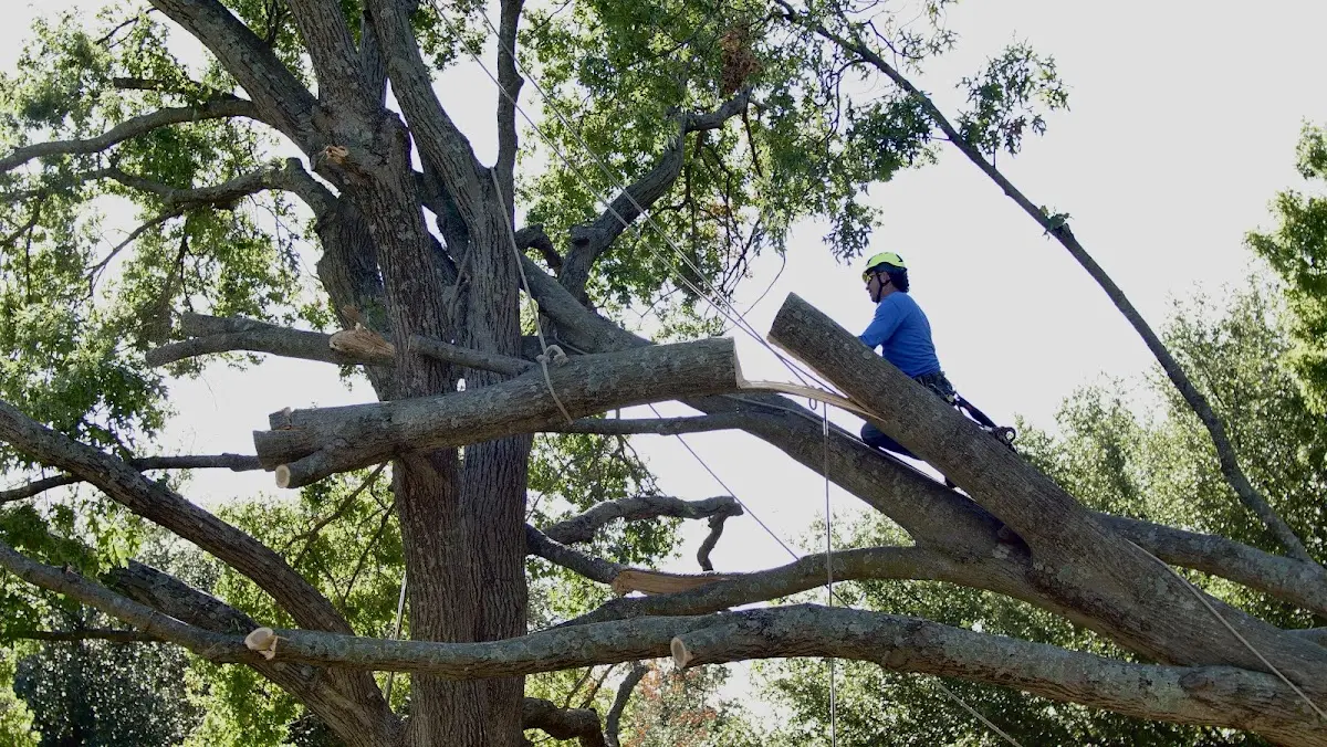 Professional Crown Thinning performed by certified arborists in Quinault