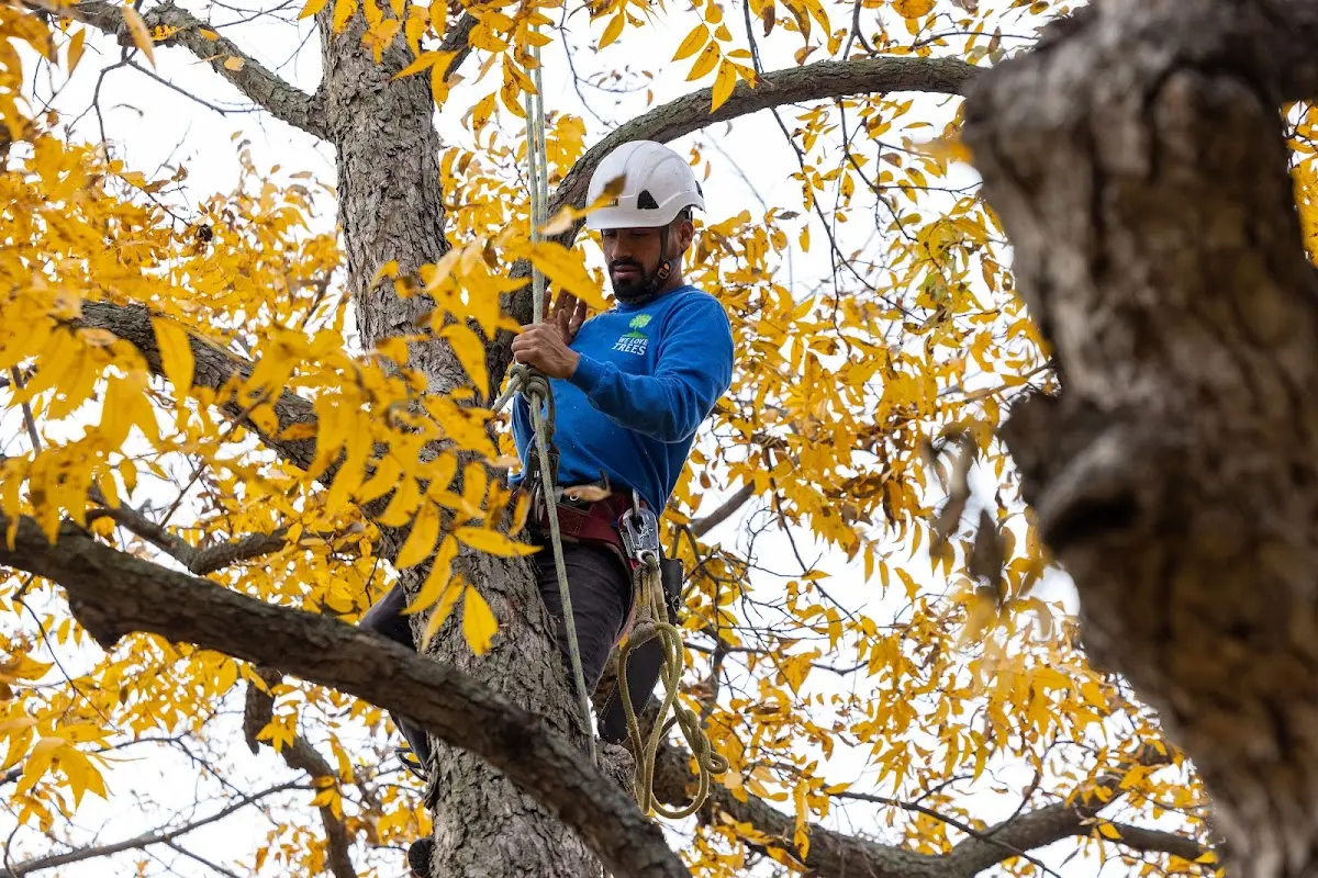Skilled Tree Trimming crew working in Quinault